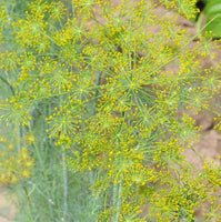 Herb: Dill, Bouquet #75