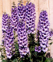 Perennial: Delphinium, Pacific Giants #76