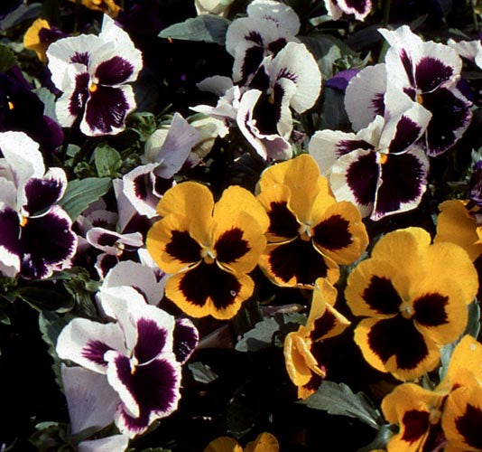 Annual: Pansy, Swiss Giant Mix (Perennial) #78