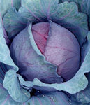 Cabbage: Red Express Organic Seed #199
