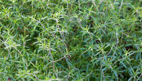 Herb: Summer Savory #235