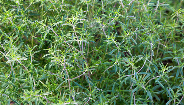 Herb: Summer Savory #235