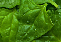 Spinach: New Zealand #143