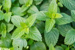 Herb: Catnip #35