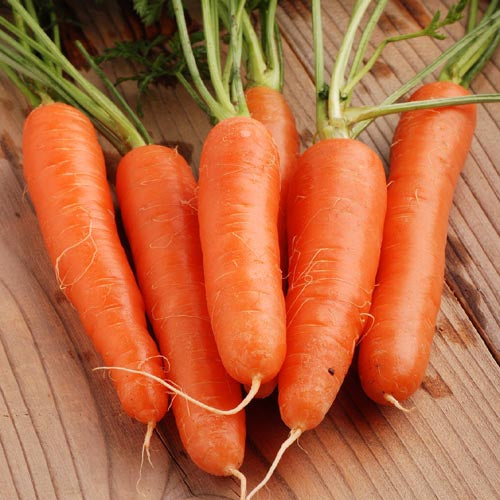 Carrots: Nantes Fancy #192