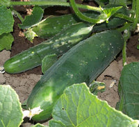 Cucumbers: Marketer #352
