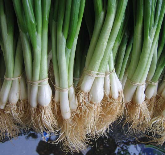 Onion, Bunching: He-Shi-Ko #131