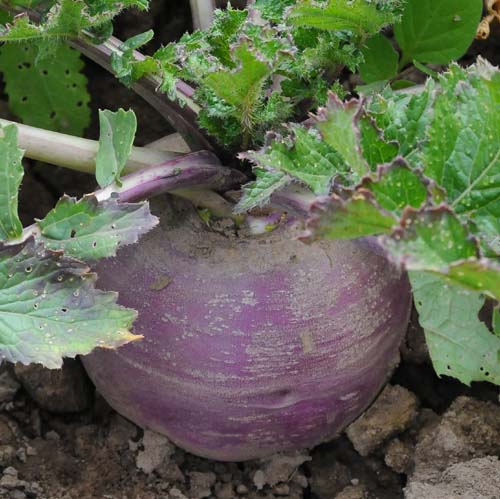 Turnip: Purple Top White Globe #513