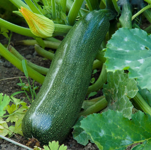Squash, Zucchini: Burpee's Fordhook, Organic Seed #459