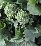 Broccoli, Chinese: Green Lance Hybrid #151