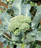 Broccoli: Waltham 29 #92