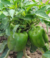 Peppers: California Wonder 300 #63