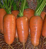 Carrots: Chantenay Red Cored #162