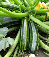 Squash, Zucchini: Caserta Italian Cocozelle #333