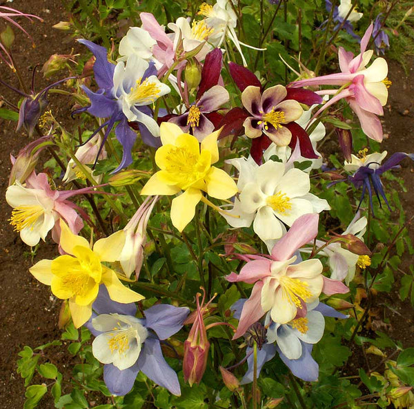 Perennial: Columbine McKana's Giant Mix #245