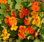 Annual: Nasturtium, Dwarf Jewel Mix #154