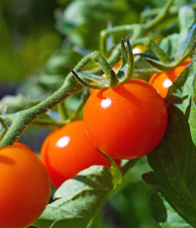 Tomato: Early Tanana, Organic Seed #539, Outdoor/Greenhouse