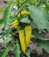 Peppers: Hungarian Yellow Wax # 83