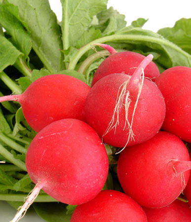 Radish: Cherry Belle, Organic Seed #399