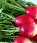 Radish: Sparkler, Organic Seed #379