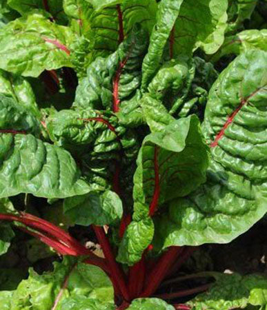 Swiss Chard: Ruby Red #523