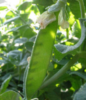 Peas, Snow: Oregon Sugar Pod, Edible Podded #54