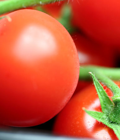 Tomato: Polar Beauty, Organic Seed #573, Outdoor/Greenhouse