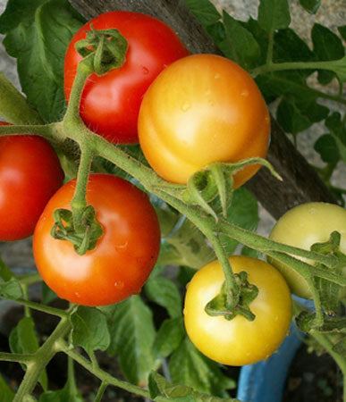Tomato: Polar Star, Organic Seed #593, Outdoor/Greenhouse