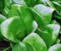Spinach: Renegade Hybrid, Organic Seed #439
