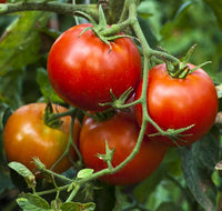 Tomato, Stupice #443, Outdoor Garden/Patio/Greenhouse