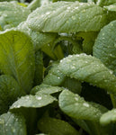 Spinach/Mustard (Komatsuna): Tendergreen, Organic Seed #339