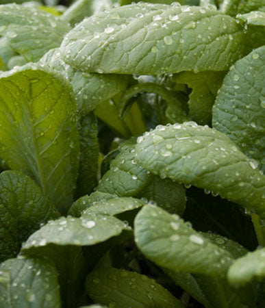 Spinach/Mustard (Komatsuna): Tendergreen #672