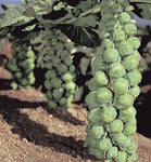 Brussels Sprouts: Jade Cross Hybrid #102
