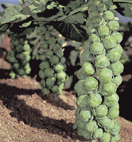 Brussels Sprouts: Jade Cross Hybrid #102