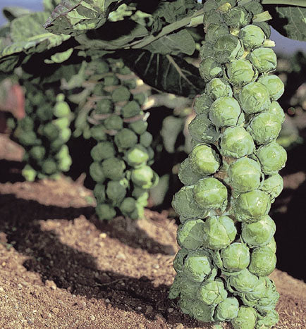 jade cross brussel sprouts plants Brussels Sprouts: Jade Cross Hybrid #102