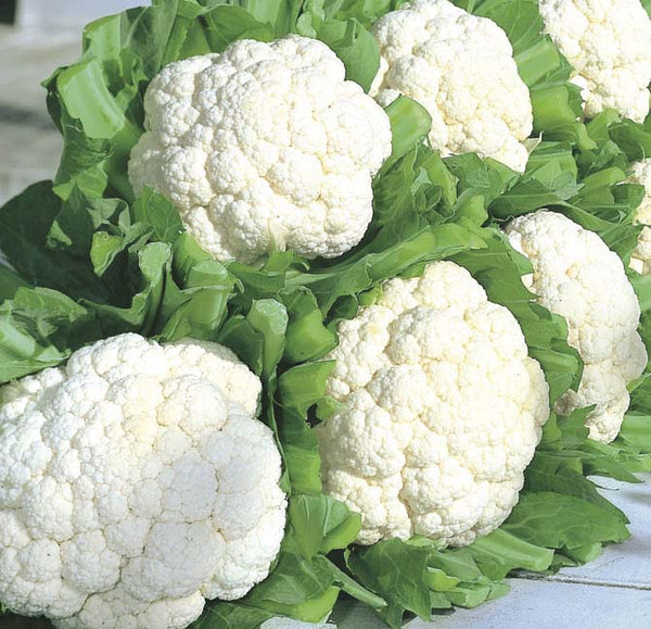 Cauliflower: Snow Crown Hybrid #282