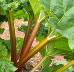 Rhubarb Victoria #223