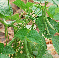 Green Beans: Contender #14