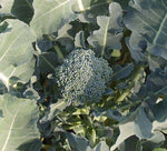 Broccoli: Green Sprouting Calabrese #42