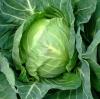 Cabbage: Early Copenhagen Market #142