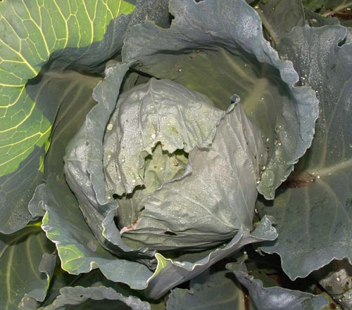 Cabbage: Early Jersey Wakefield #122