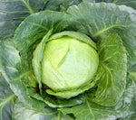 Cabbage: Golden Acre #152
