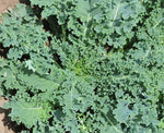 Kale: Dwarf Blue Curled #402