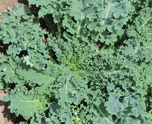 Kale: Dwarf Blue Curled #402