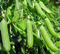 Shell Pea: Early Frosty #104