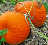 Pumpkin: Connecticut Field #103