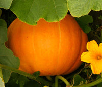 Pumpkin: Small Sugar #93