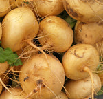 Turnip: Golden Globe, Organic Seed #619