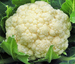 Cauliflower: Snowball Early #272