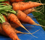Carrots: Danvers 126 #222